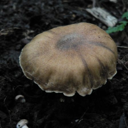 Cortinarius hinnuleus